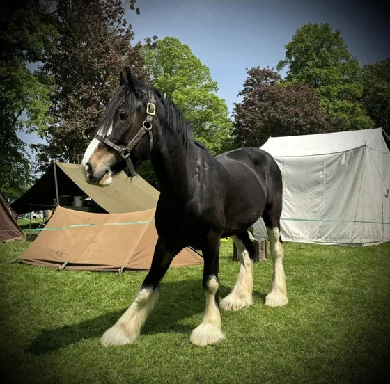 Bomber, Mascot